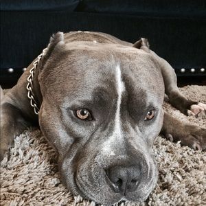 Meet your Posher, Cali